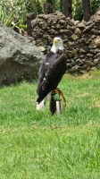 Ein Wei&szlig;kopfseeadler aus der N&auml;he.